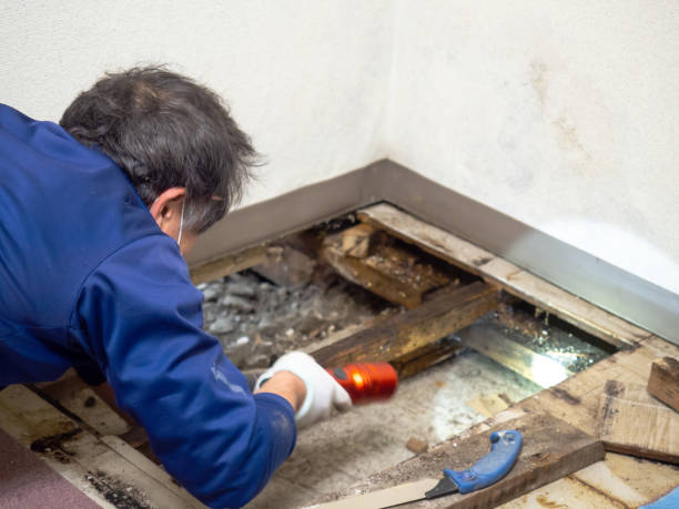 Best Post-Flood Mold Remediation in Newton Falls, OH