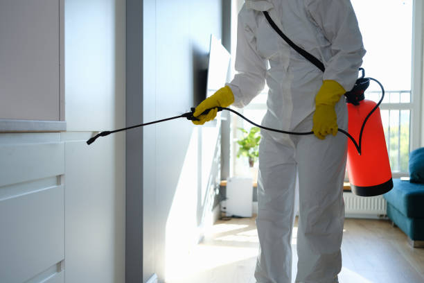 Best Basement Mold Remediation in Newton Falls, OH