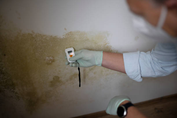 Best Residential Mold Remediation in Newton Falls, OH