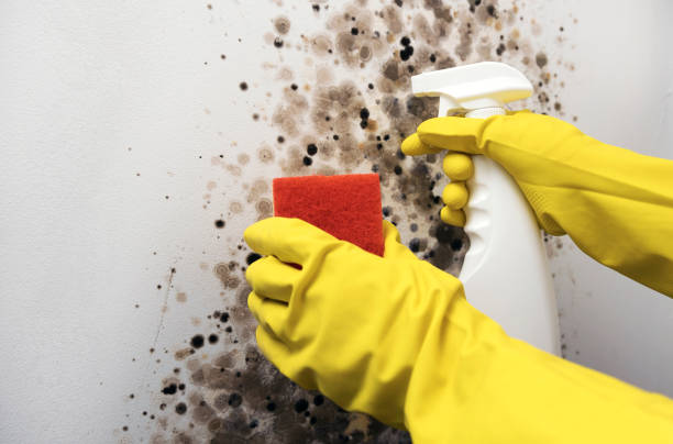 Best Attic Mold Remediation in Newton Falls, OH