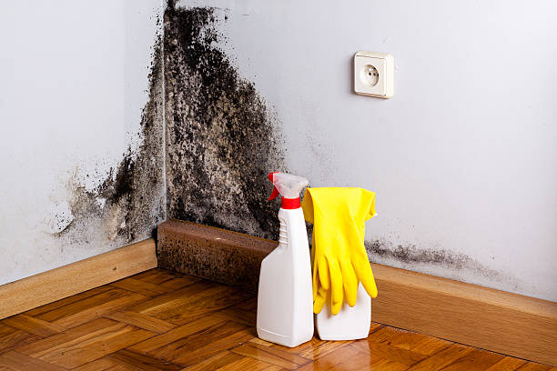 Best Residential Mold Remediation in Newton Falls, OH