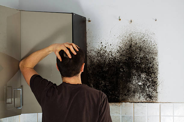 Best Crawl Space Mold Remediation in Newton Falls, OH